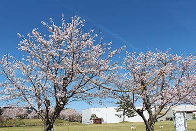 敷地内には200本以上の桜の木があります